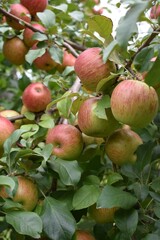 Red and green apples on tree