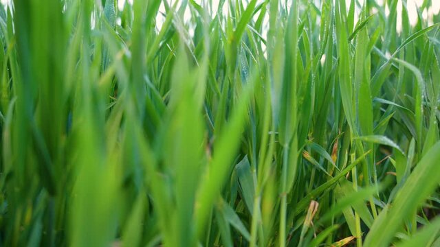 Close-up view 4k stock video footage of young green fresh organic sprouts growing on farm field outside in spring