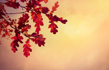 Nature autumn background