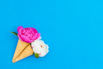 Peony flowers in waffle ice cream cone on a bright blue background