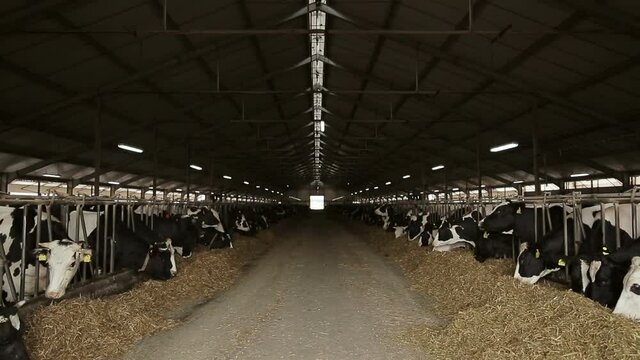 Many cows in dairy darm.