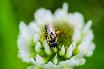 Macrophotography of a small bee on a flower, details that bring joy to our eyes.