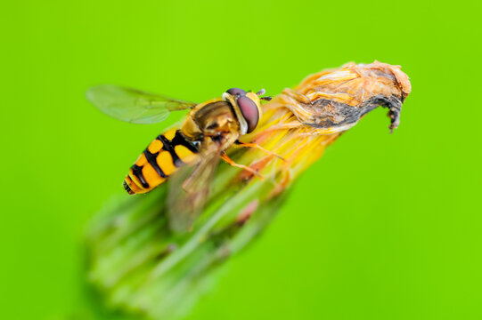 Macro-photo, a tiny bee about 5mm long sitting on a small dry flower branch