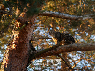 Fototapeta na wymiar Kot na drzewie