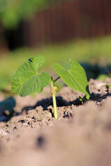 bush bean plant after 2 weeks