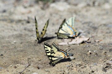 Fototapeta na wymiar Canadian Tiger Swallowtail (Papilio canadensis) butterfly on mud in Alaska. 