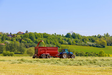 Fototapeta premium A tractor with forage harvesters removes the cut grass from the field for silage filling the tractor trailer.