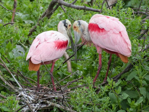 A pair of roseate spoonbills on their nest.