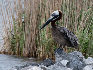Pelican on a rock. While cleaning itself, it surveys the bay.