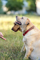 Two labrador retriever dogs give a paw to their owner in the park for a walk.