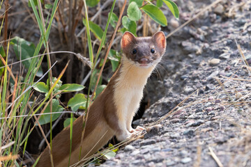 weasel peering out of a burrow - obrazy, fototapety, plakaty