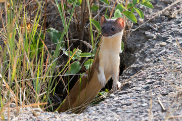 long tailed weasel coming out of burrow