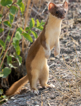 Standing Long Tailed Weasel