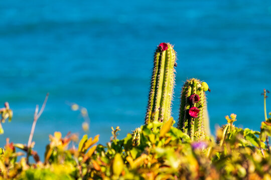 Cactos com flores em frente ao mar em Jericoacoara no Cear&aacute;, Brasil.