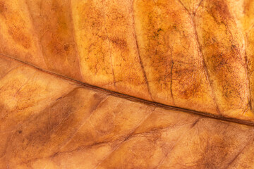 close up macro leaf texture