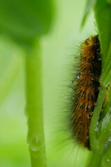 Brown caterpillar covered in dew sits on a branch