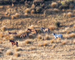 Obraz na płótnie Canvas Kaimanawa Wild Horses standing in a valley 