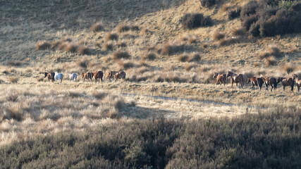 Kaimanawa Wild Horses running along the road
