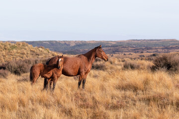 Kaimanawa Wild Horses mare and foal