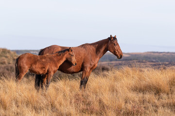 Kaimanawa Wild Horses mare and foal