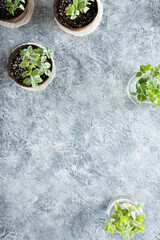Organic oregano and peppermint plants in peat pots and twigs cuttings in glass jars for propagation, on a textured concrete replica surface, vertical image with copy space, homegrown concept