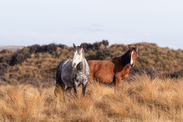 Kaimanawa Wild Horses standing watching