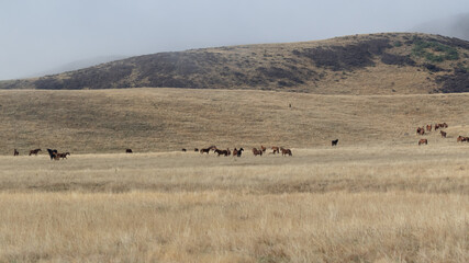 Kaimanawa Wild Horses grazing in the wild of the Kaimanawa Ranges