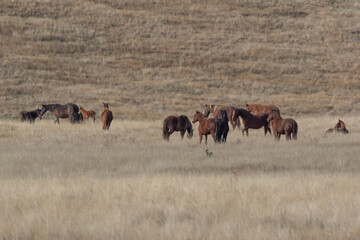 Kaimanawa Wild Horses grazing in the wild
