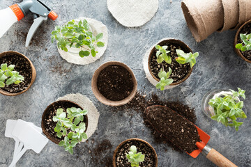 Homegrown aromatic plants such as peppermint and oregano recently transplanted into biodegradable peat pots, and a shovel with potting soil to fill an empty pot and other gardening tools