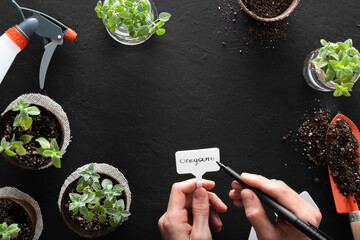 Hands writing on a plant label, oregano and peppermint plants in biodegradable peat pots, with cuttings for propagation in glass jars and other gardening tools