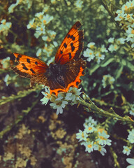 Small copper, Lycaena phlaeas