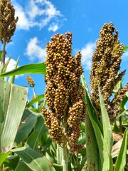 Obraz premium corn in the field