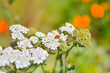 Ladybug on the white flower