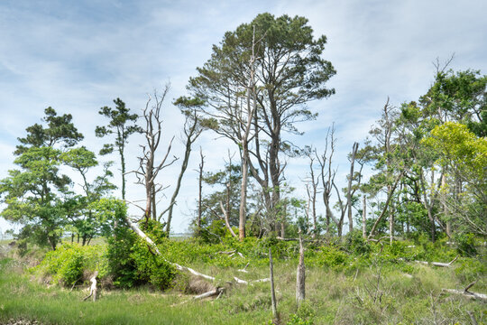 Evergreen And Deciduous Trees In All Stages Of Life And Decay Line The Marshy Grass Land Along The Atlantic Coastal Sea Shore Providing Ideal Nesting Ground For Many Species Of Migratory Sea Birds