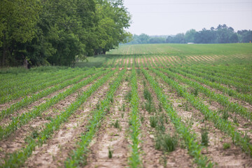 Fototapeta na wymiar A farm field of young corn beginning to grow in rows
