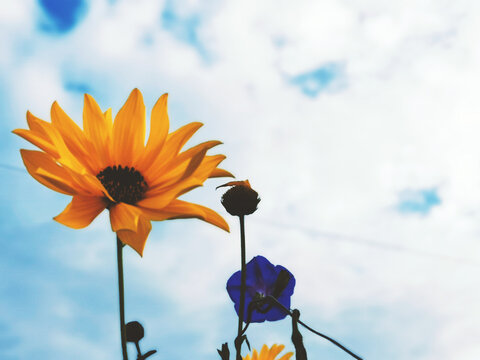 Speech of the Sunflower