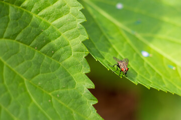 アジサイの緑の葉にとまった小さなハエ