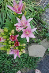 Fototapeta na wymiar Pink Lilies and Buds with Green Leaves in Garden
