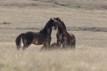 Fototapeta na wymiar Kaimanawa Wild Horses having a fight