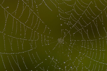 Orb web with dew drops