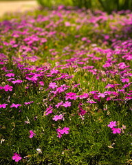 Fototapeta premium Pink Flowers