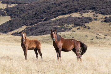 Kaimanawa Wild Horses  standing in the grass