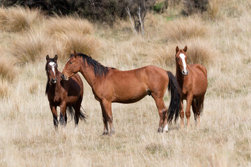 Kaimanawa Wild Horses  standing in the grass