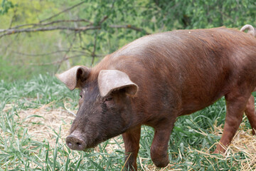 wild pig with dark brown hair and curled pig tail in the forest eating grass in the wild in the wild