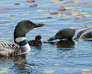 Common Loon Photo. Parents and baby loon swimming with water lily pads and celebrating the miracle new life in their habitat surrounding and environment. Feeding baby loon with minnow. ©  Aline