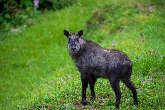 ニホンカモシカ