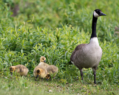 Canada Geese Photo.Canadian Goose with gosling babies  in foliage in their environment and habitat and enjoying their day.  Picture. Portrait. Image.