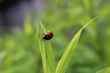 ladybug on grass