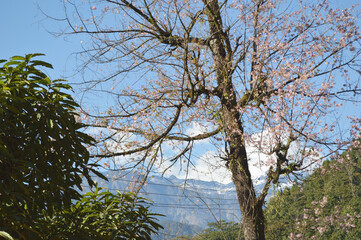 yumthang valley of sikkim ,India