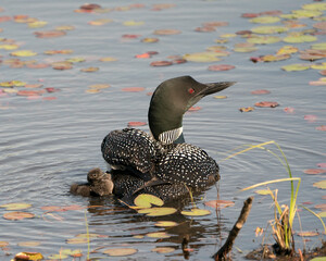 Common Loon Photo. Swimming and caring for baby chick loon with water lily pads foreground and background and enjoying the miracle new life in their environment and wetland habitat. Baby Loon. ©  Aline